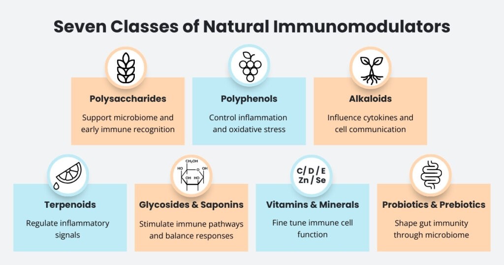 Infographic visually presenting a list of natural immunomodulators organised into seven classes.