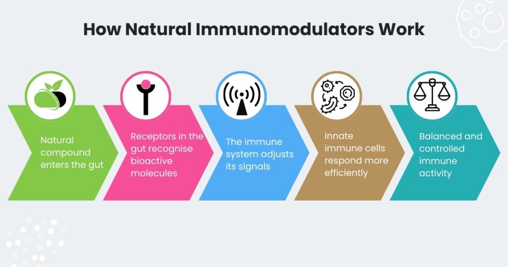 Infographic visually outlining five key steps in the action of natural immunomodulators, from gut level recognition to balanced immune activity.