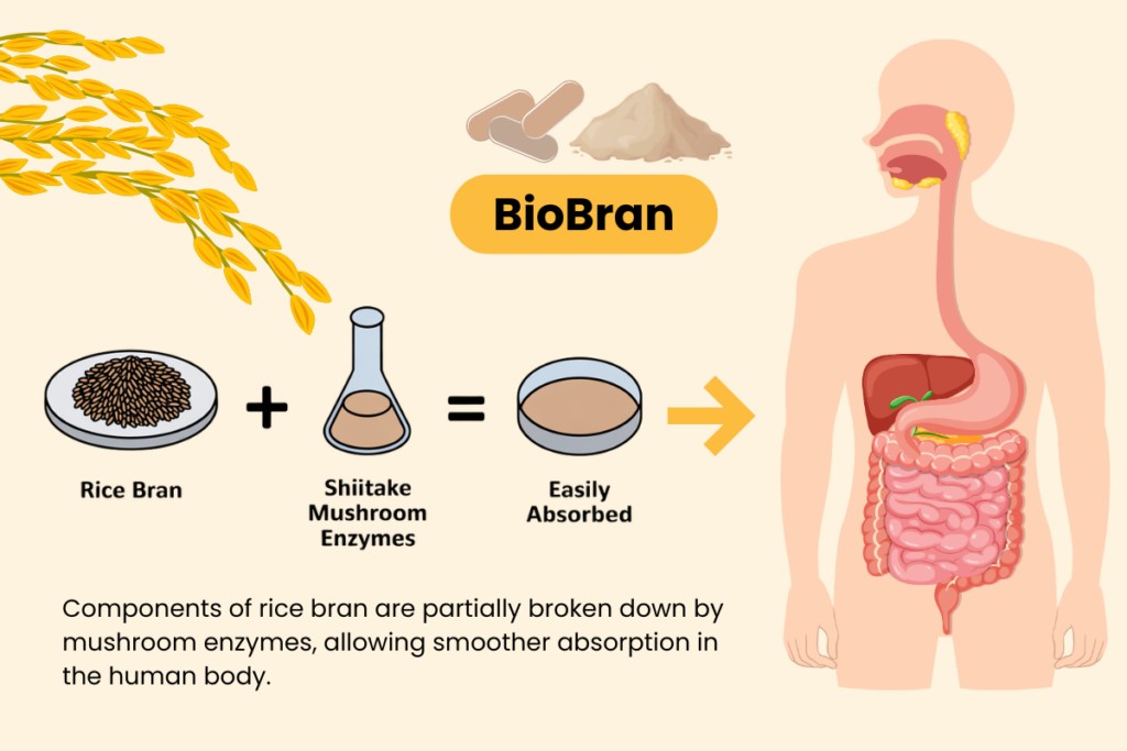 Infographic of BioBran production from rice bran processed with shiitake mushroom enzymes.