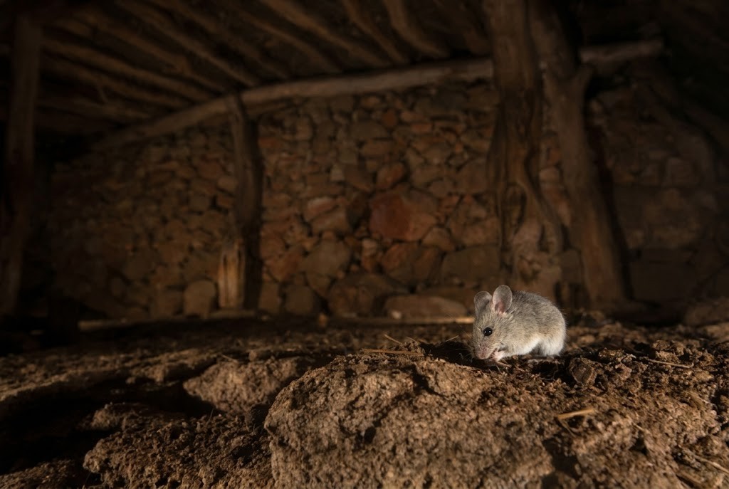 A field mouse in a barn amongst hay, illustrating how hantavirus spreads from mice through contact with rodent droppings and contaminated dust.