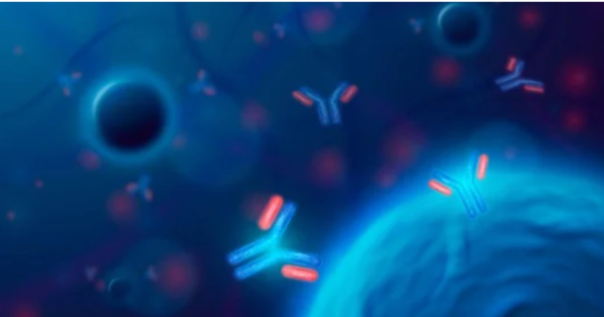 Illustration showing how immunomodulators work within the immune system, depicting antibodies and immune cells communicating through molecular signals.