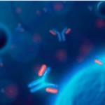 Illustration showing how immunomodulators work within the immune system, depicting antibodies and immune cells communicating through molecular signals.