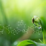 Plant bud with a molecular structure overlay illustrating natural immunomodulators.