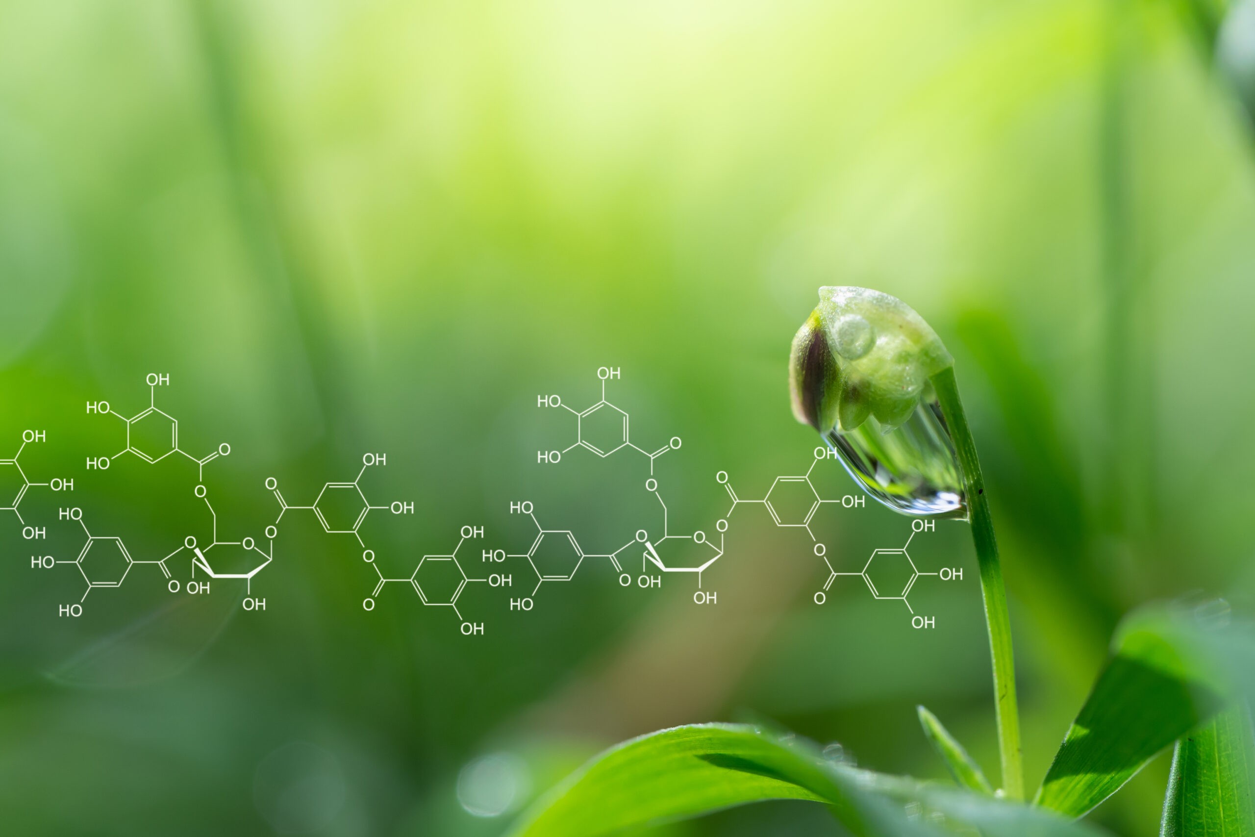 Plant bud with a molecular structure overlay illustrating natural immunomodulators.