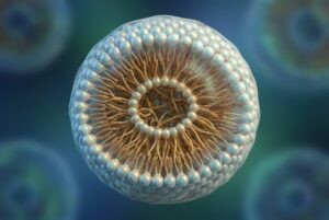 3D illustration of a phospholipid bilayer cell membrane.